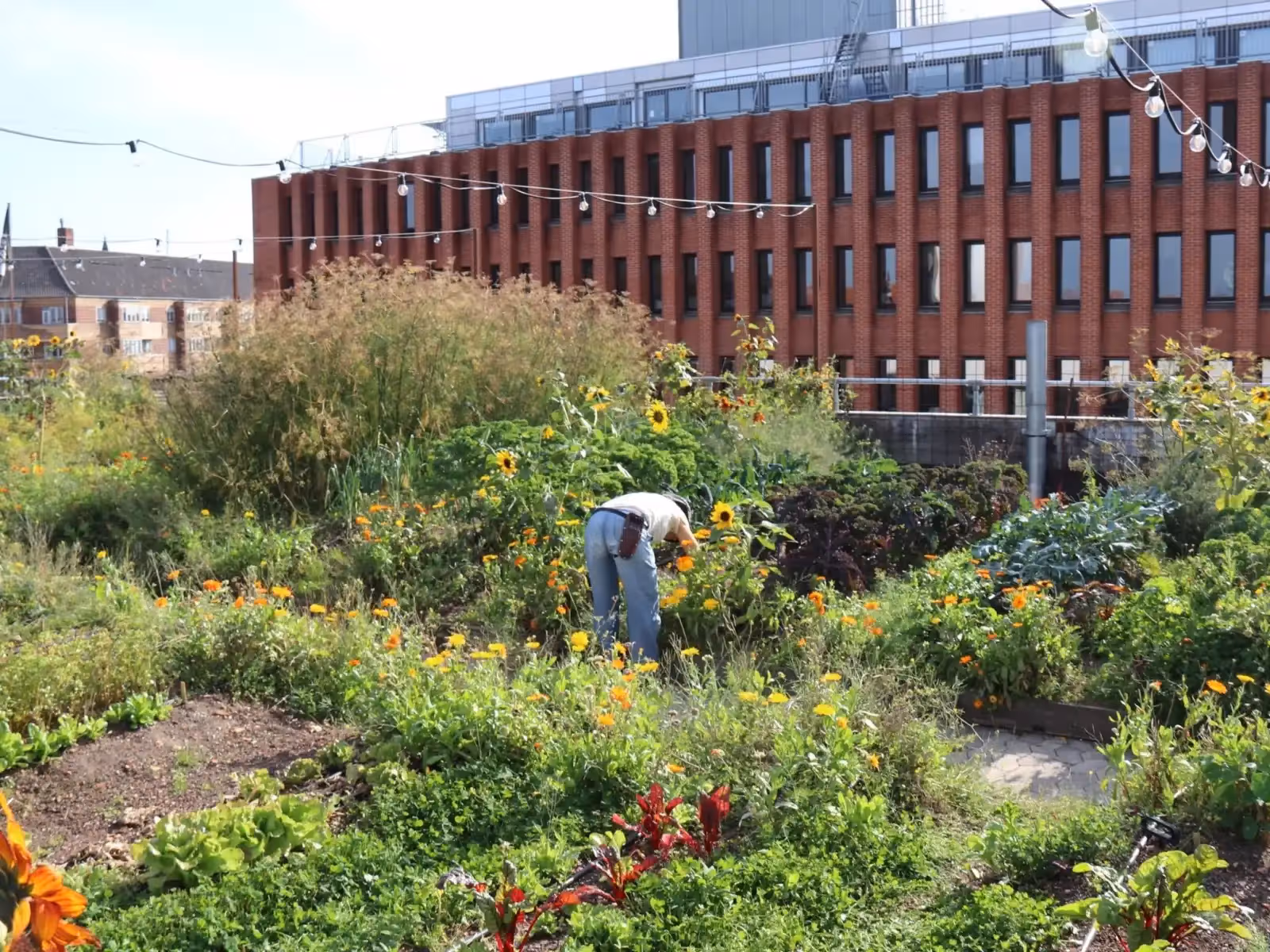 Rooftop Gro Spiseri en Copenhague - 3